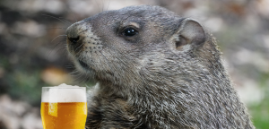 PA Groundhog drinking a beer